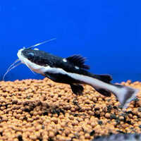 Red Tail Cat Fish - Color: Black