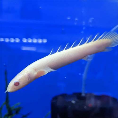 Albino Senegal Fish - Color: White