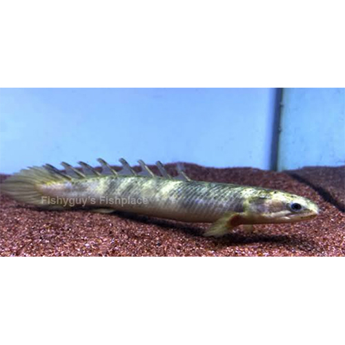 Marbel Senegal Fish - Color: Multicolor