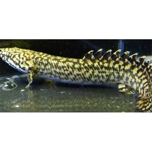 Lepard Senegal Fish - Color: Multicolor