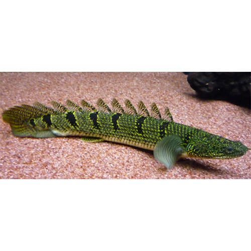 Green Senegal Fish - Color: Multicolor