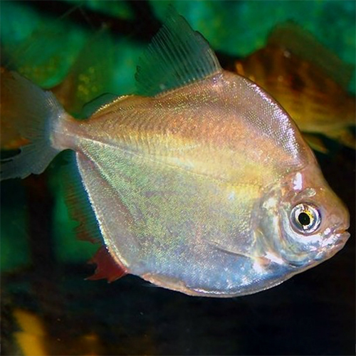 Dollar Fish - Color: Multicolor