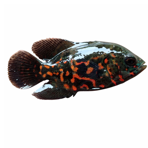 Imp Tiger Oscar - Color: Multicolor