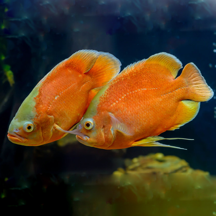 Imp Fire Red Oscar - Color: Yellow