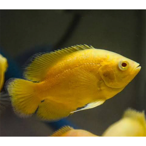 Imp Lemon Oscar - Color: Yellow