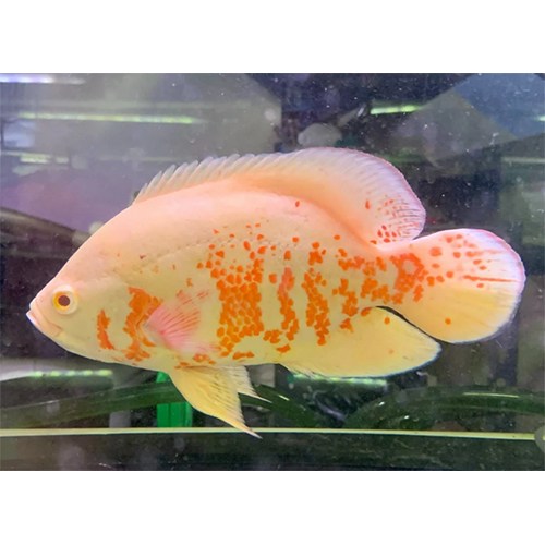 Imp Albino Oscar - Color: Multicolor