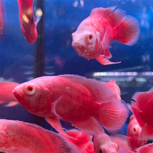 Red Chilli Oscar - Feature: Active