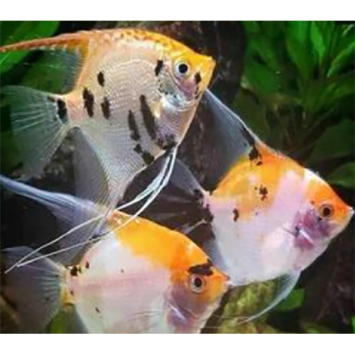 Angel Fish Varity - Color: Orange