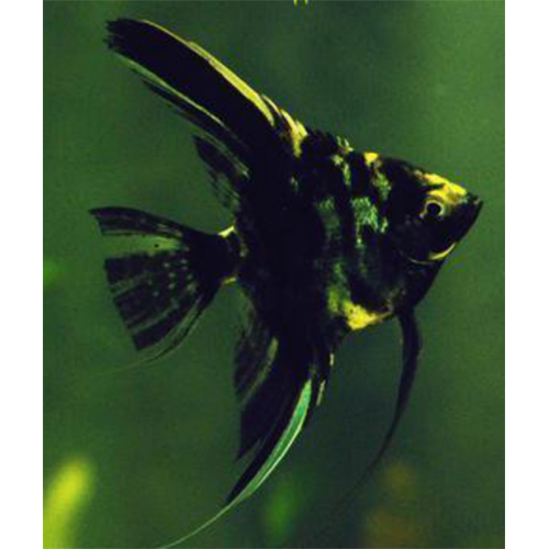 Marbel Angel - Color: Black