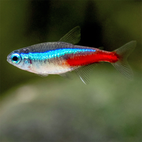 Cardinal Tetra - Color: Multicolor
