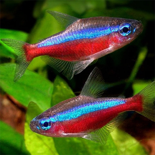 Cardinal Tetra - Color: Red