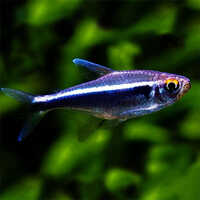 Black Neon Tetra - Feature: Active