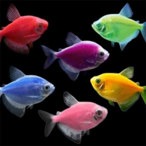 Glow Widow Tetras - Color: Multicolor