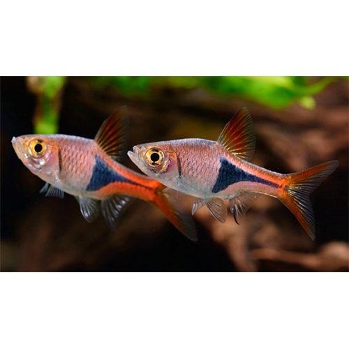 Harlequin Rasbora - Color: Multicolor
