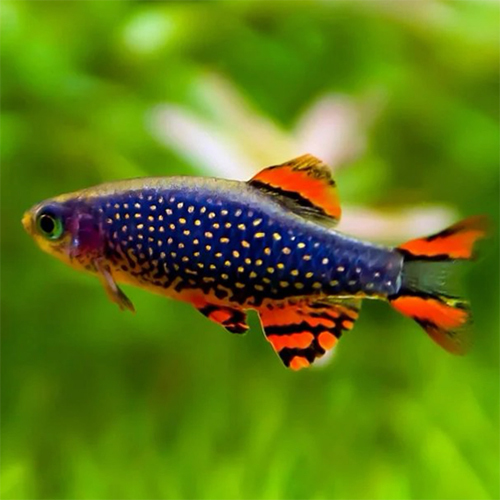 Celestial Pearl Danio - Color: Multicolor