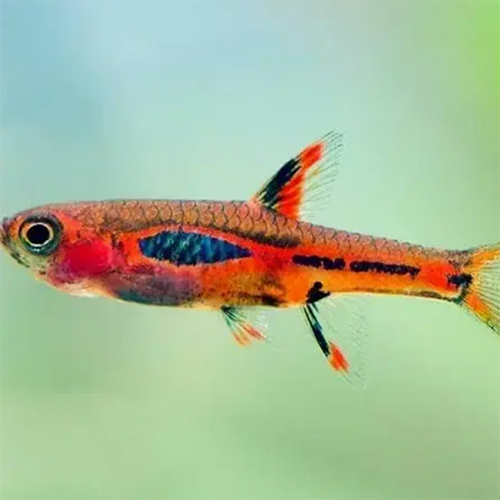 Chili Rasbora - Color: Multicolor