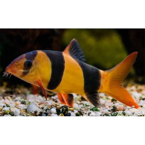 Clown Loach - Color: Multicolor