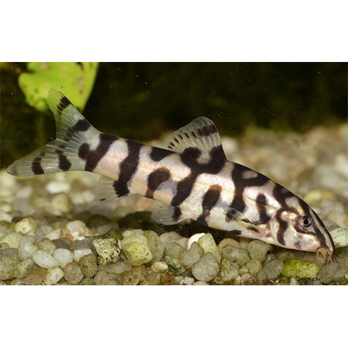 Yoyo Loach - Color: Multicolor