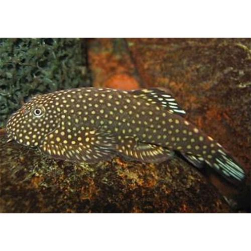 Borneo Sucker Loach - Color: Multicolor