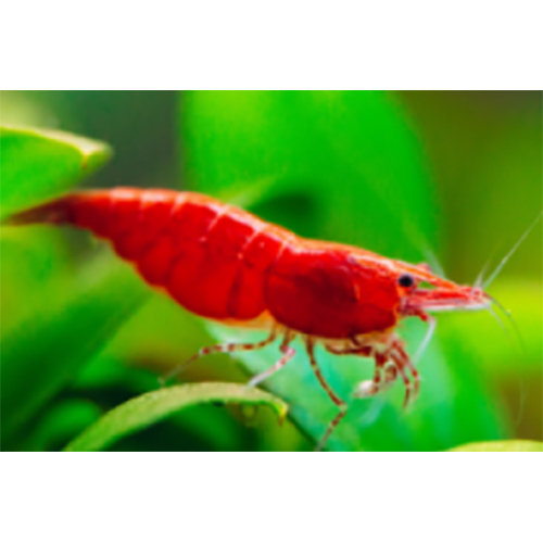 Cherry Shrimp - Color: Red