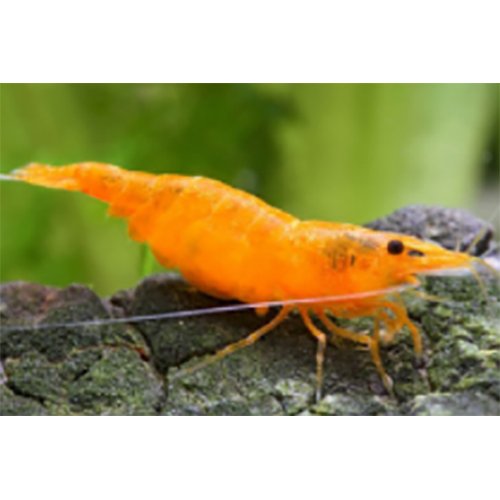 Cherry Shrimp - Color: Red
