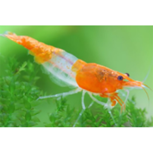 Cherry Shrimp - Color: Red