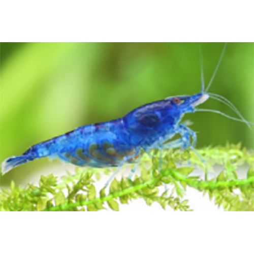 Cherry Shrimp - Color: Red