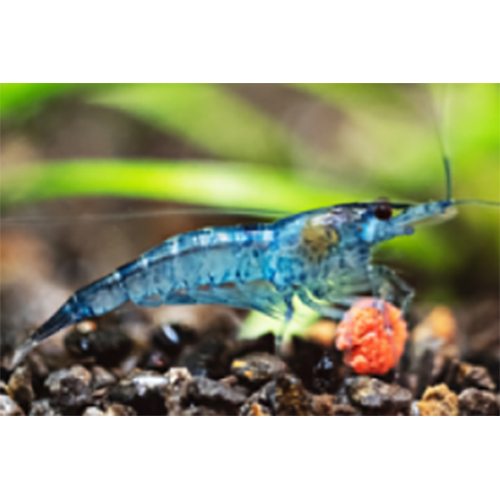 Cherry Shrimp - Color: Red