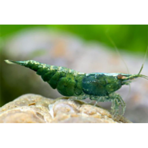 Cherry Shrimp - Color: Red