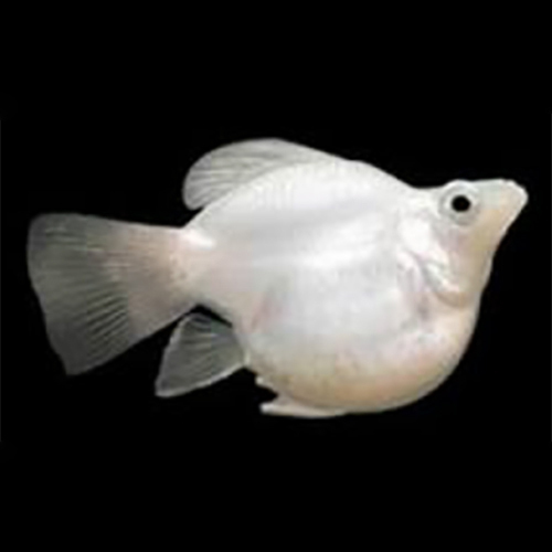 Moli Fish - Color: White