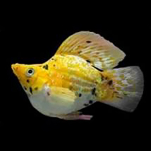 Moli Fish - Color: White