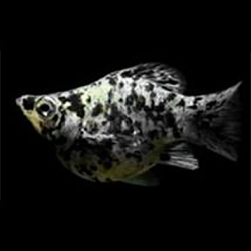Moli Fish - Color: White