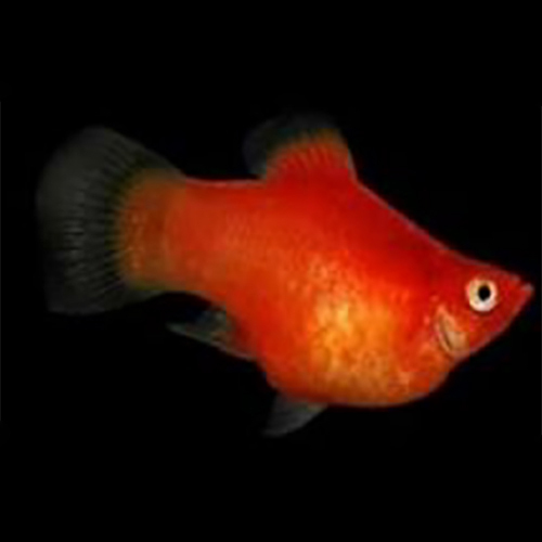 Moli Fish - Color: White