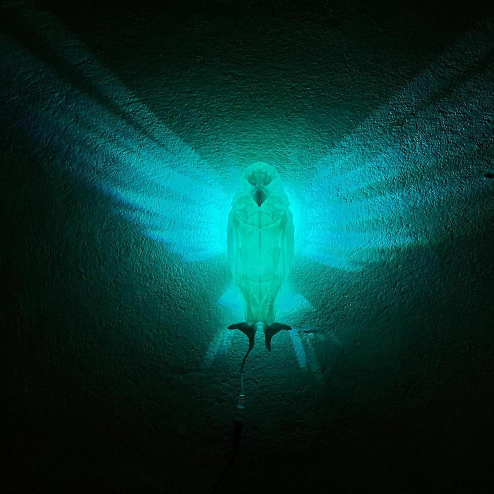 Eagle Wall Night Lamp