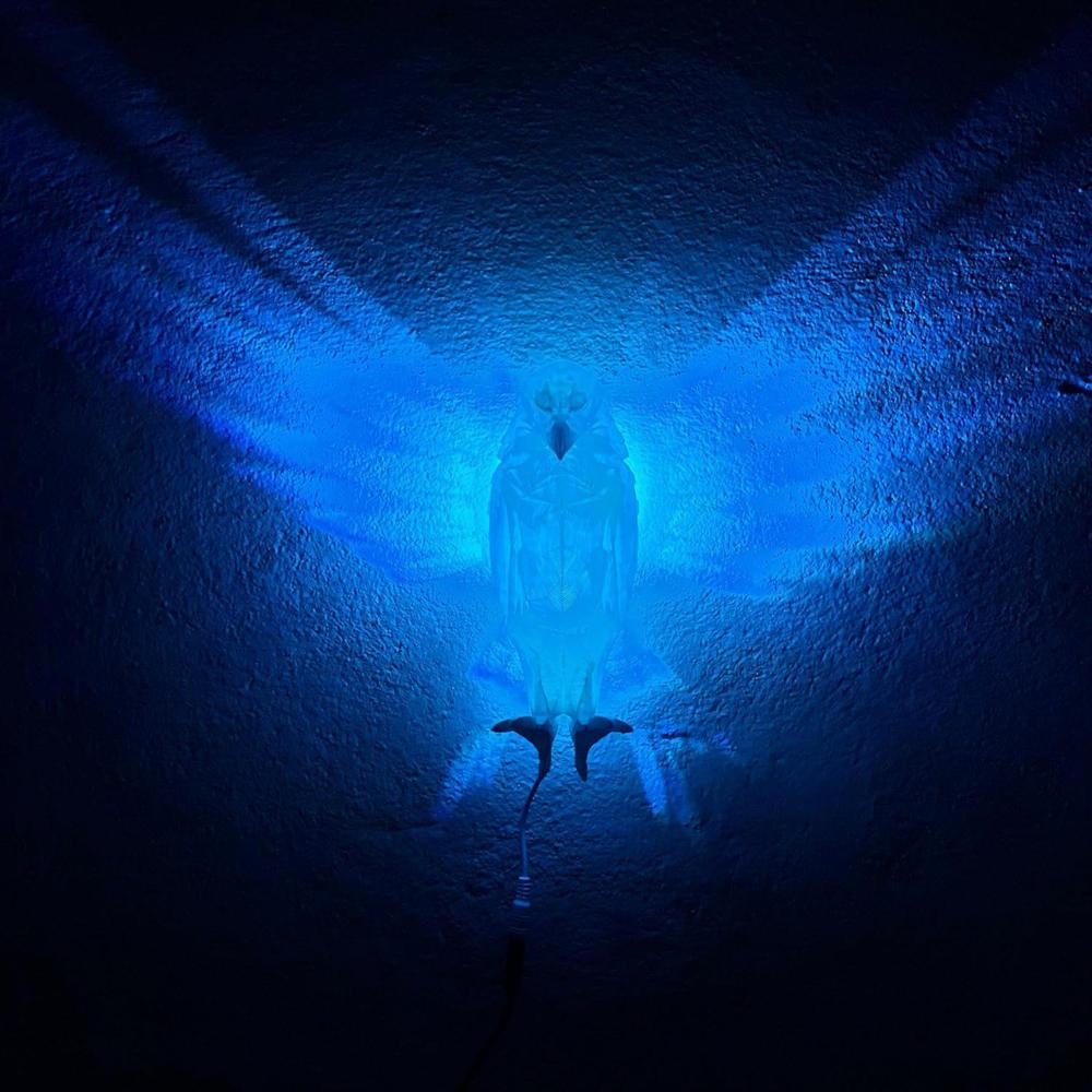 Eagle Wall Night Lamp