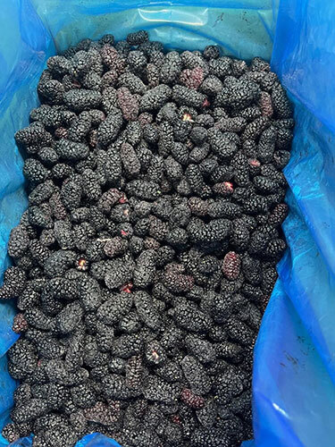 Frozen Mulberry Frozen Mulberry