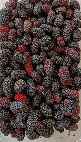 Frozen Mulberry Frozen Mulberry
