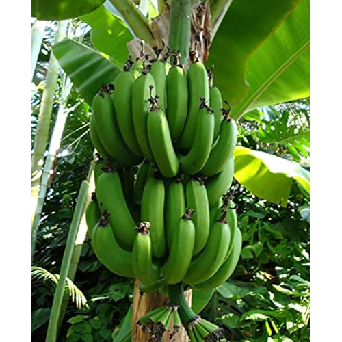Nendran Green Banana