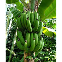 Nendran Green Banana