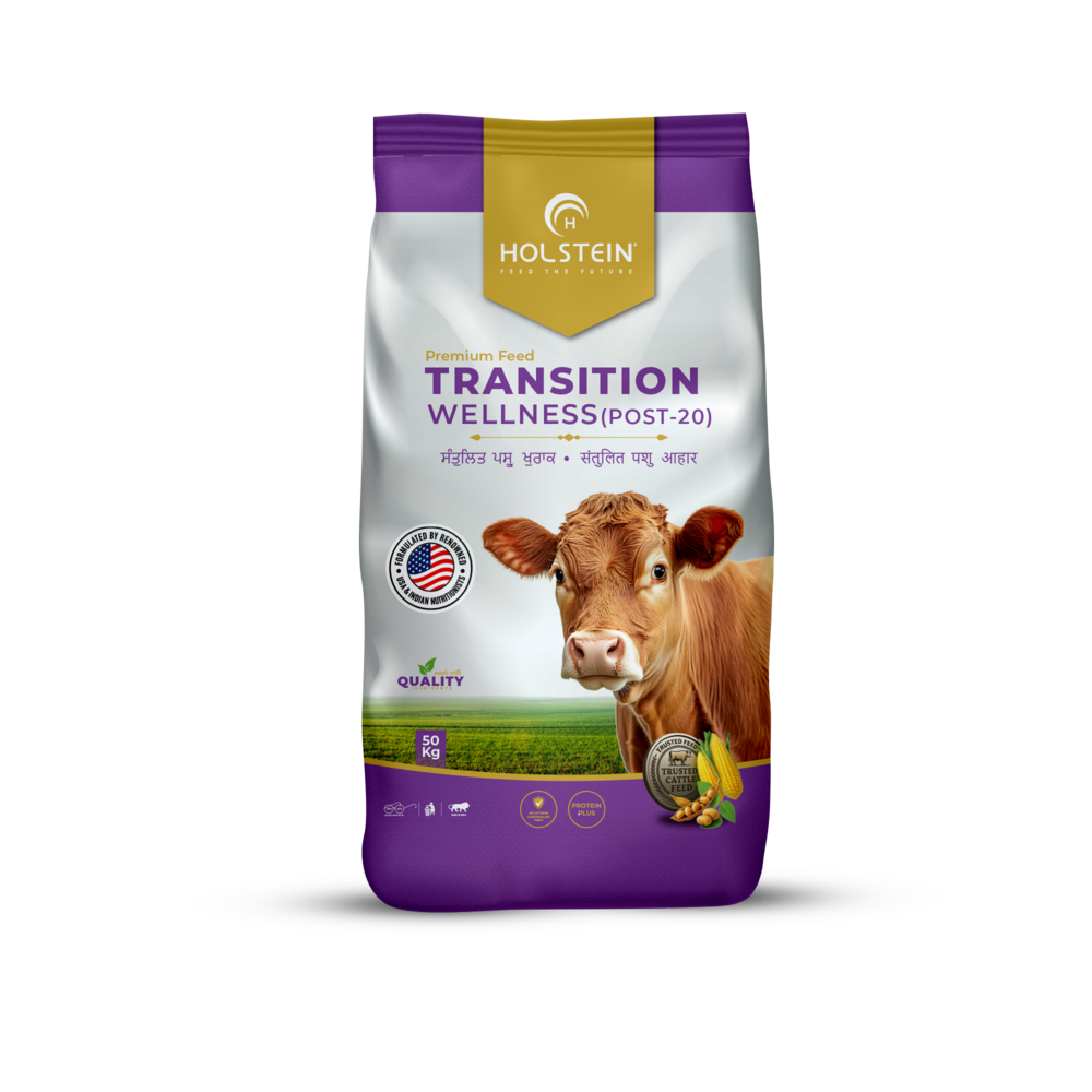 Holstein Transition Wellness (Post-20) - Best Transition Cow Cattle Feed - Protein (%): 20%