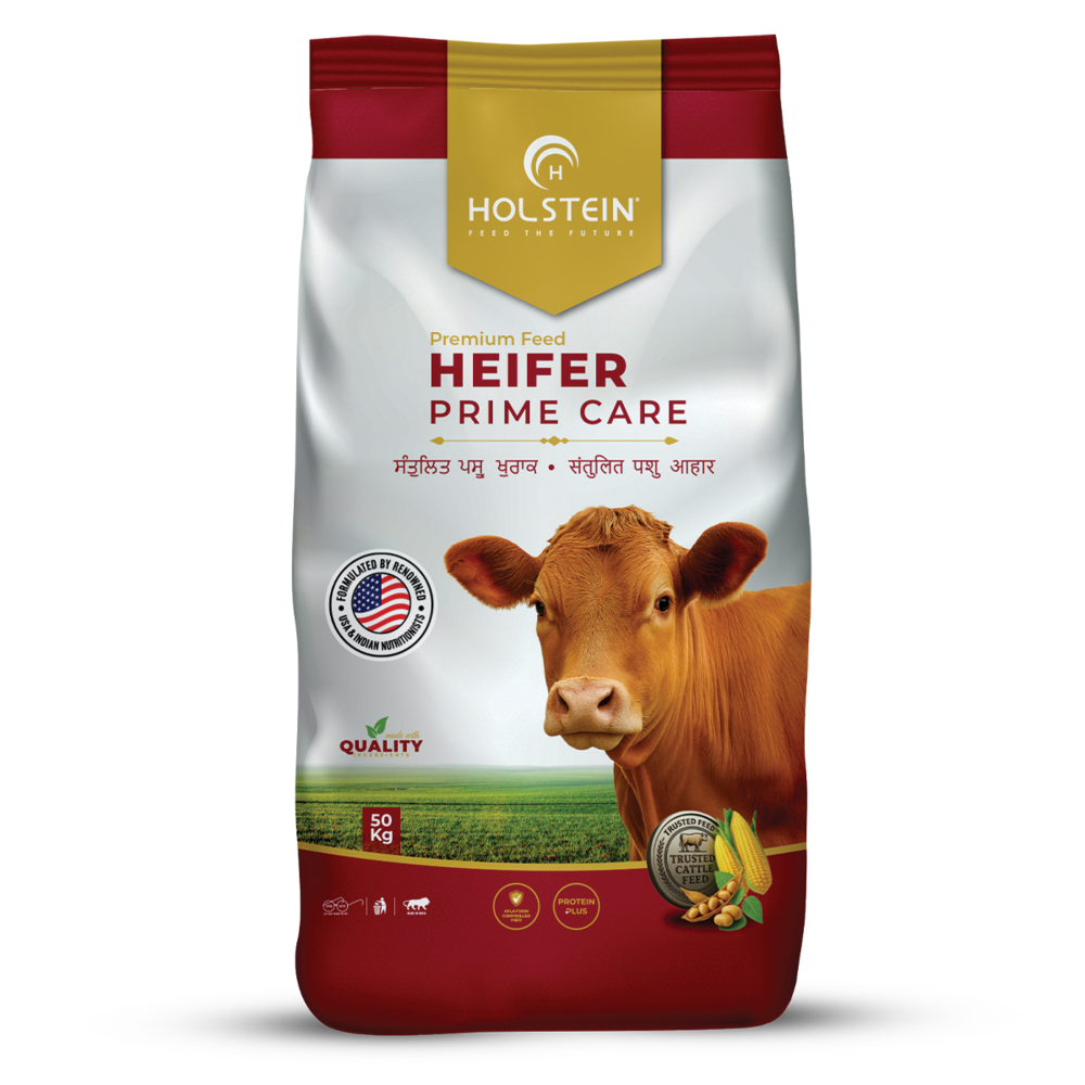 Holstein Heifer Prime Care - Best Nutrition Feed For Heifers - Application: Water