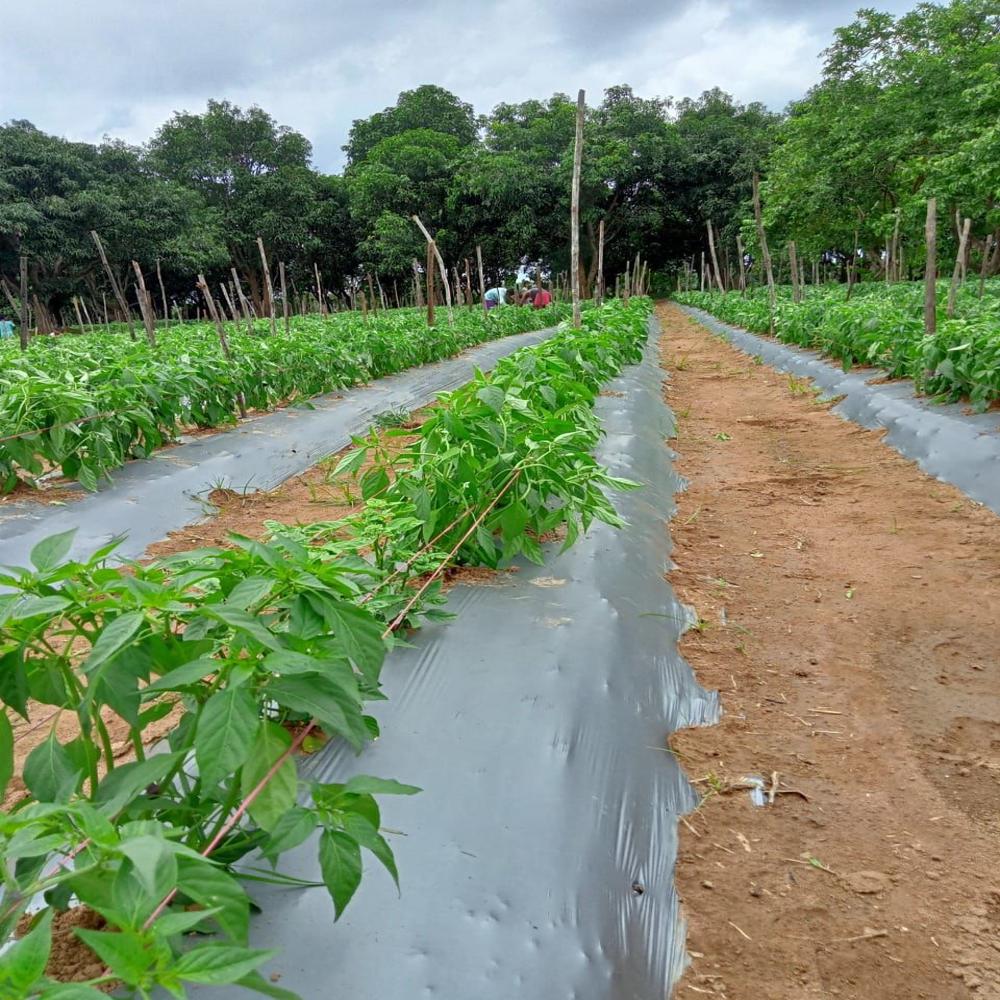 Light Quality Mulching Paper - Advantage: Reduces Soil Temperature (Cooling Effect)