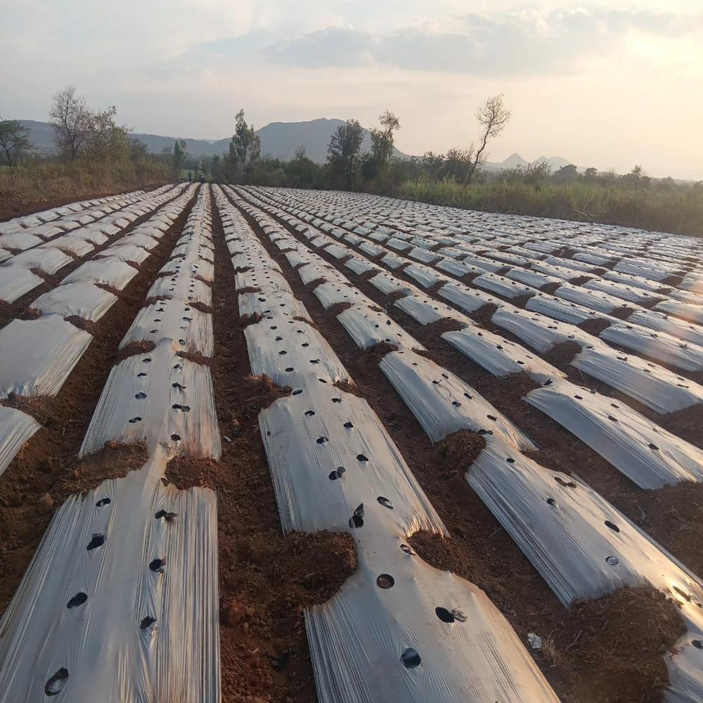 Light Quality Mulching Paper - Advantage: Reduces Soil Temperature (Cooling Effect)