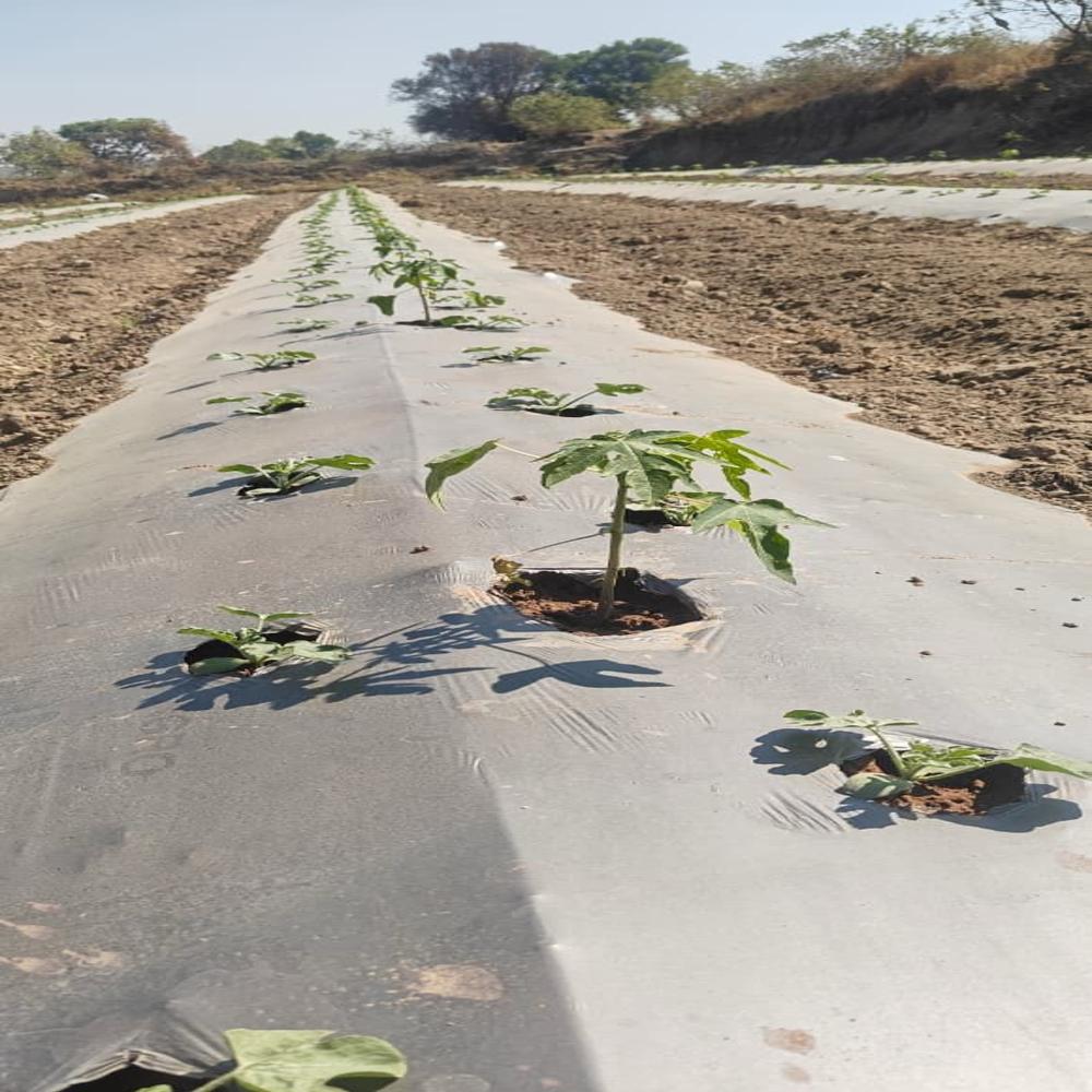 Light Quality Mulching Paper - Advantage: Reduces Soil Temperature (Cooling Effect)