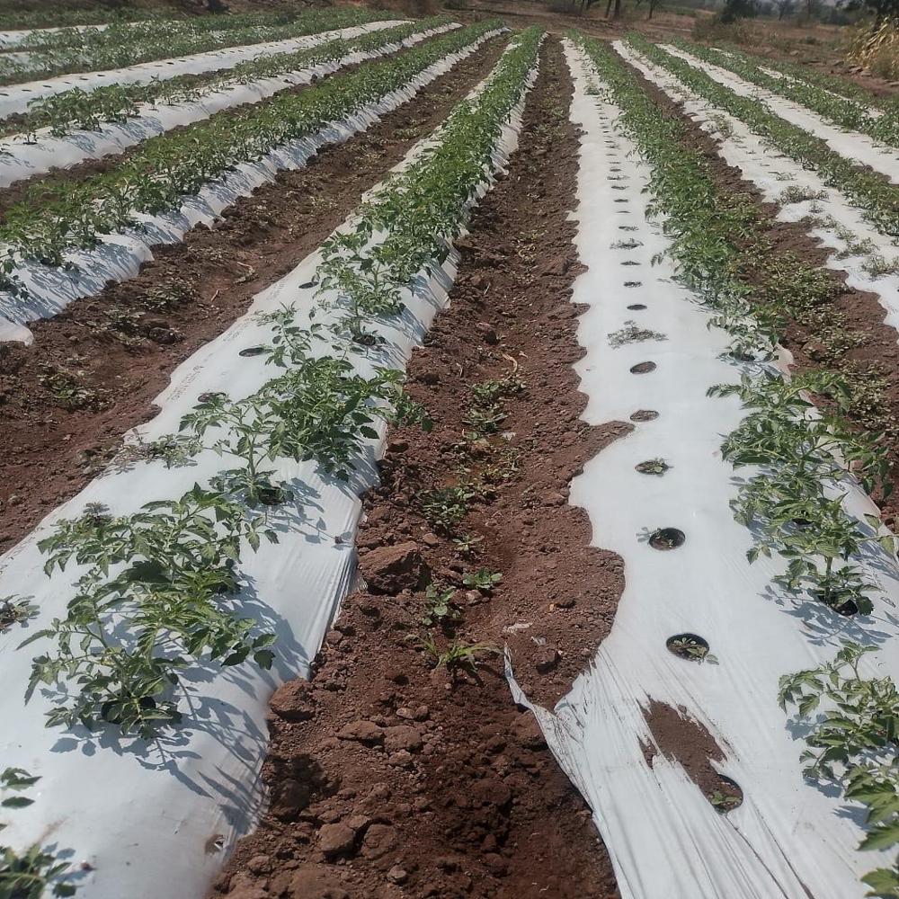 White Black Mulch Film - Advantage: Reduces Soil Temperature (cooling Effect)
