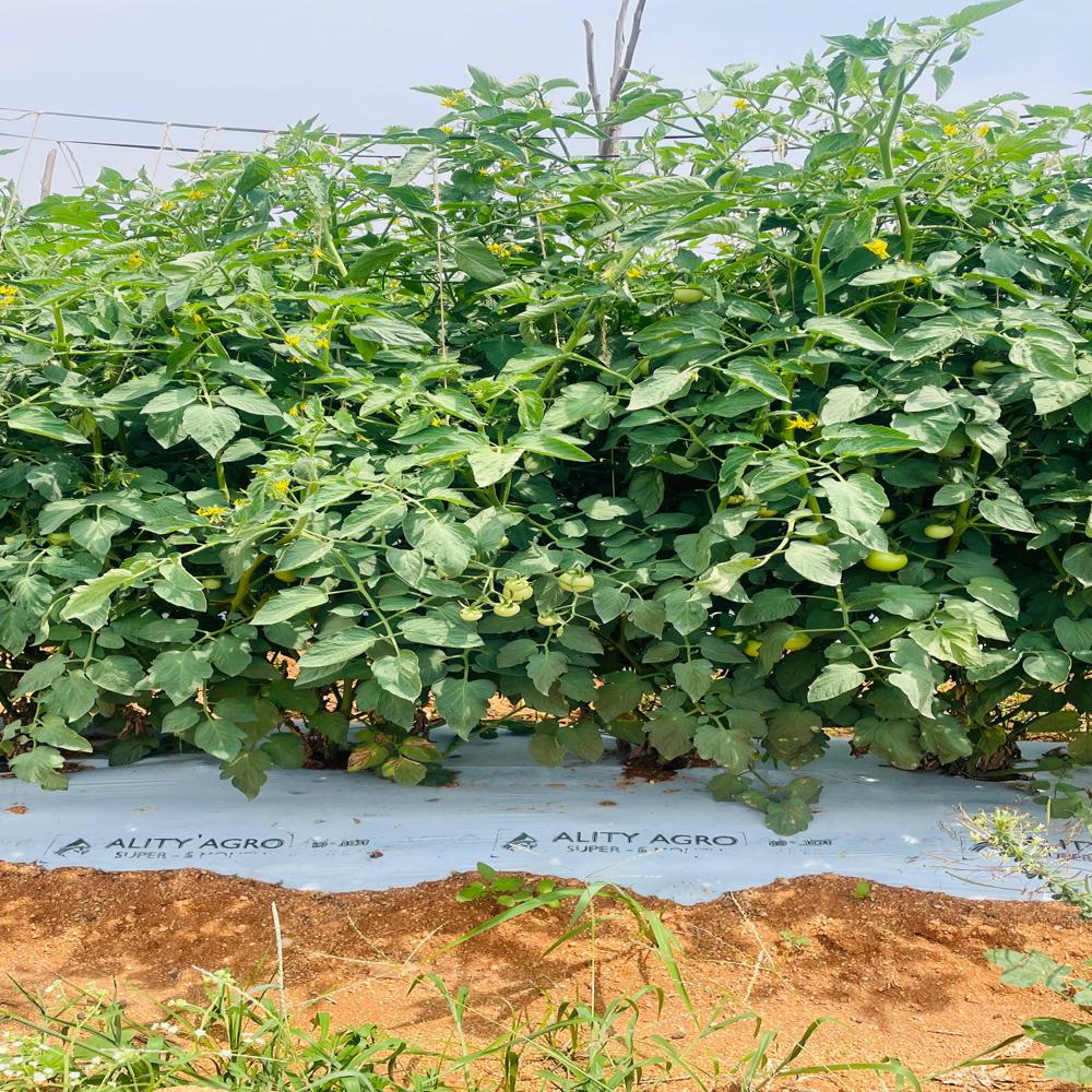 White Black Mulch Film