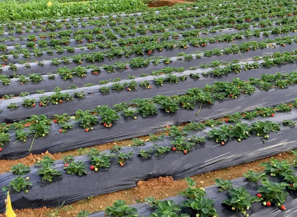 Micron Mulching Paper