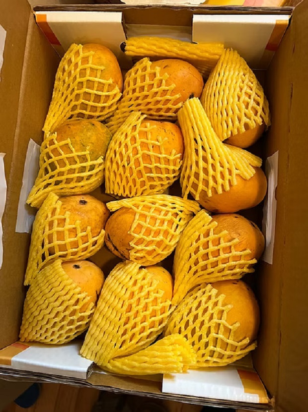 Foam Net 50mm Yellow Coil