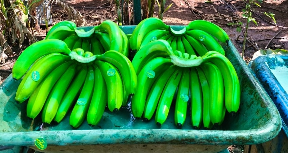 Fresh Banana - Color: Yellow