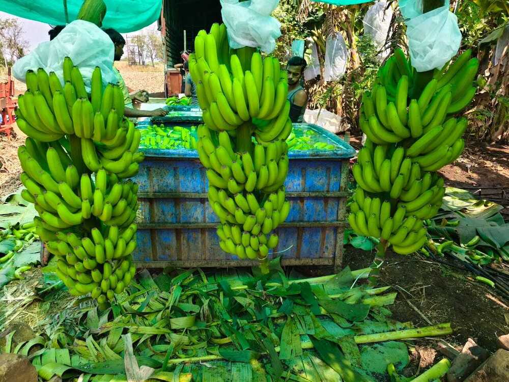 Fresh Banana - Color: Yellow